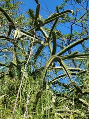 Leptocereus quadricostatus
