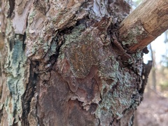 Lachnellula resinaria