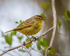 Setophaga palmarum hypochrysea