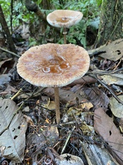 Macrolepiota colombiana