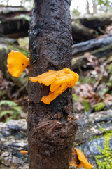 Tremella mesenterica image