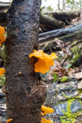 Tremella mesenterica image