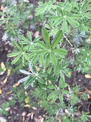 Lupinus longifolius