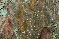 Lachnellula resinaria