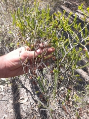 Melaleuca pritzelii