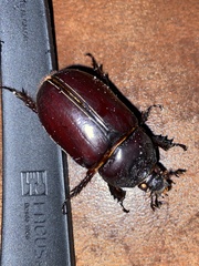 Strategus aloeus