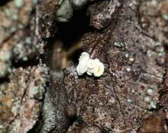 Lachnellula resinaria