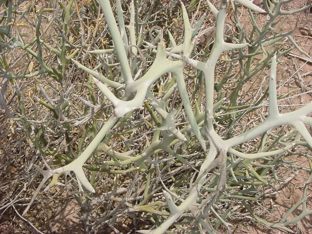 Castela polyandra