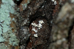 Lachnellula resinaria