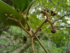 Cordia panamensis