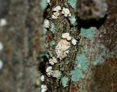 Lachnellula resinaria