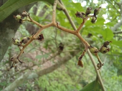 Cordia panamensis