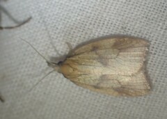 Sparganothis xanthoides