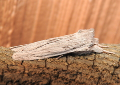 Lithophane fagina