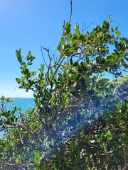 Tabebuia heterophylla