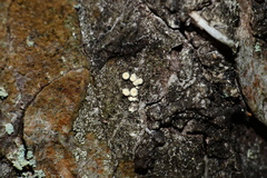 Lachnellula resinaria