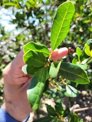 Tabebuia heterophylla