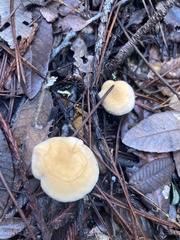 Hydnum oregonense