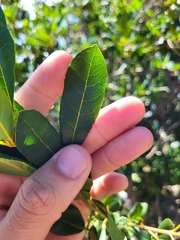 Tabebuia heterophylla