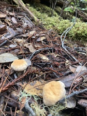 Hydnum oregonense