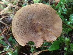 Lepiota calcicola