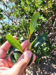 Tabebuia heterophylla