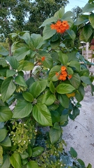 Cordia sebestena