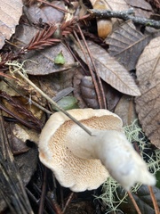Hydnum oregonense