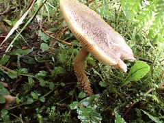 Lepiota calcicola