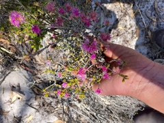Melaleuca subtrigona