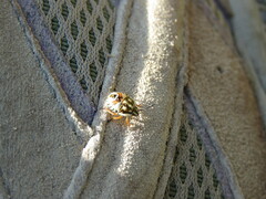 Carpocoris