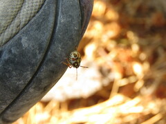 Carpocoris