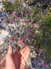 Melaleuca subtrigona