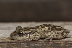 Scinax granulatus