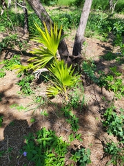 Coccothrinax alta