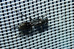 Cryptinae