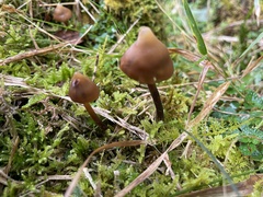Psilocybe subcaerulipes