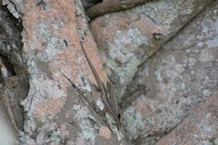 Emoia cyanura