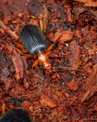Brachinus