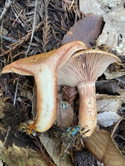 Lactarius rubrilacteus