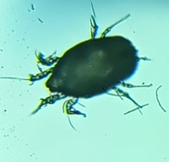 Pyroglyphidae
