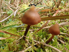 Psilocybe subcaerulipes