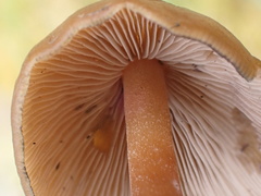 Psilocybe subcaerulipes
