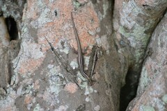 Emoia cyanura