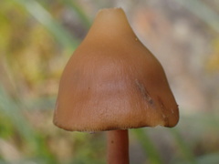 Psilocybe subcaerulipes