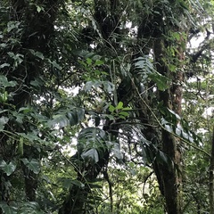 Monstera monteverdensis