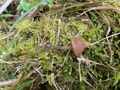 Psilocybe subcaerulipes