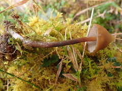 Psilocybe subcaerulipes