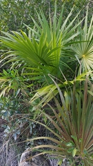 Thrinax radiata
