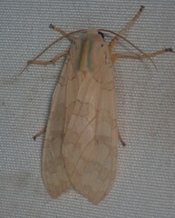 Halysidota tessellaris